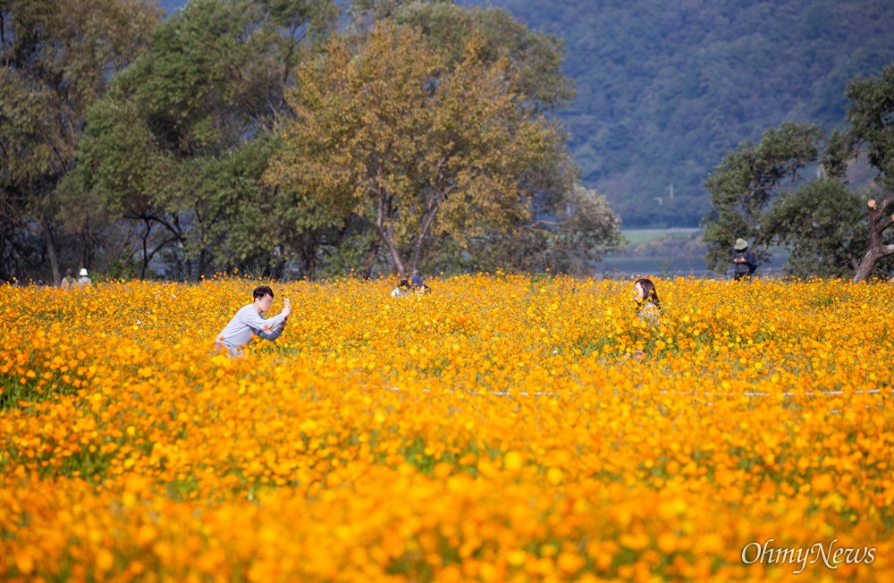  가을이 깊어가는 17일 오후 경기도 남양주 물의정원에 황화코스모스가 가득 펼쳐져 있다. 