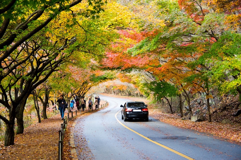  내장산의 단풍나무는 한국 자생의 단풍나무 중 당단풍과 좁은단풍·털참단풍·고로쇠·왕고로쇠·신나무· 복자기 등 11종, 저마다의 빛깔로 깊어가는 가을을 드러낸다.