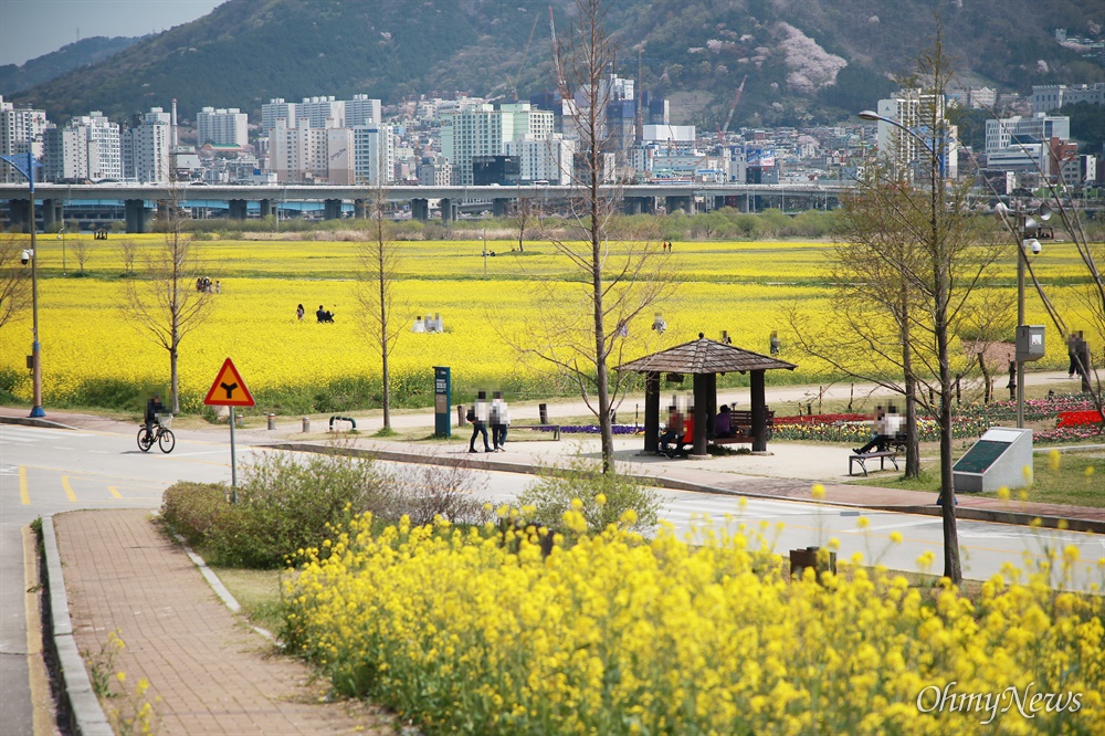 "봄은 내년에도 옵니다" 대저생태공원 유채꽃밭 파쇄 코로나19로 인한 사회적 거리두기가 한창인 지난 3일 유채꽃이 핀 부산 대저생태공원에 시민들이 모여 있다. 