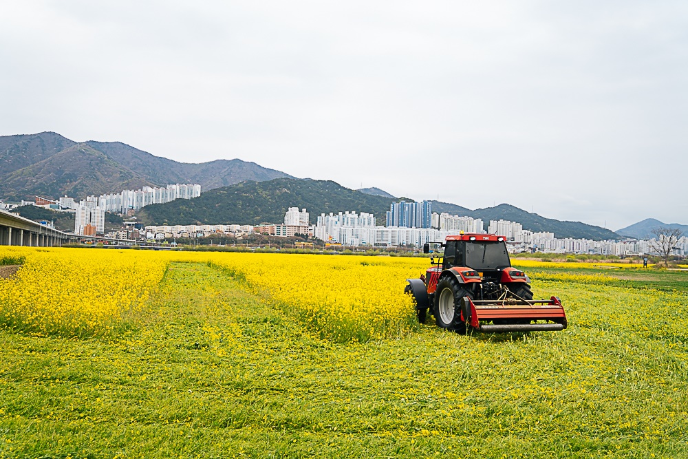  코로나19로 인한 사회적 거리두기에도 부산 대저생태공원에 상춘객이 몰리자 부산시가 결국 파쇄를 결정했다. 10일 트랙터가 투입돼 유채꽃밭을 갈아엎고 있는 모습.