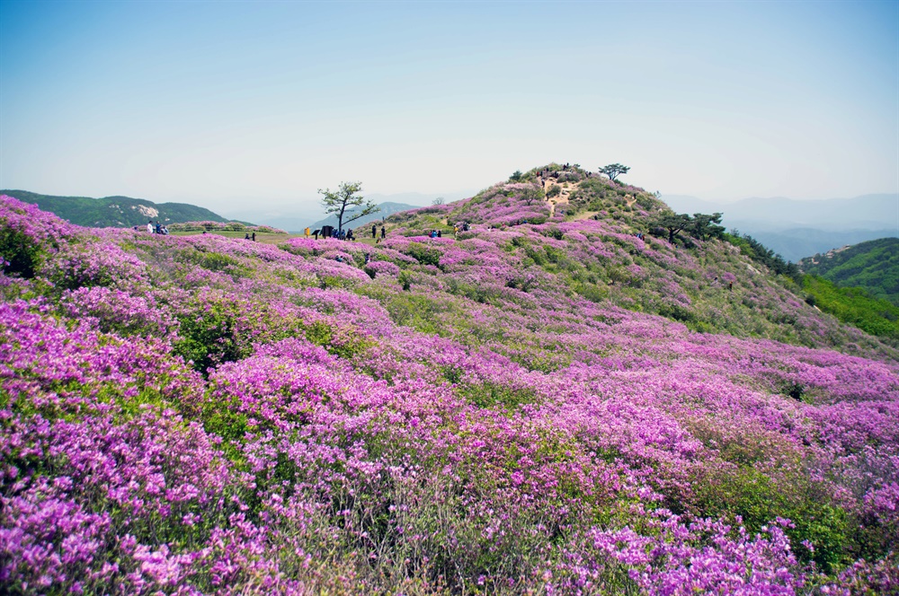  황매산 철쭉 군락지는 정상 왼쪽 산등성이를 진홍빛 물결로 넘실대게 한다.