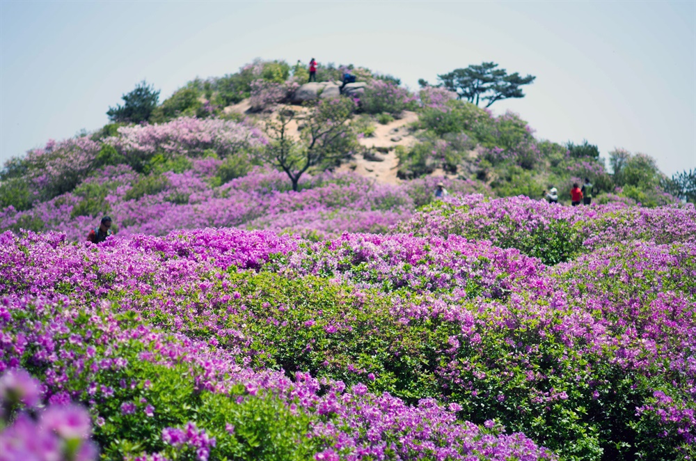  황매산 철쭉 물결. 그 진홍빛은 초록과 어우러져 깊어가는 봄의 기세를 더해준다.