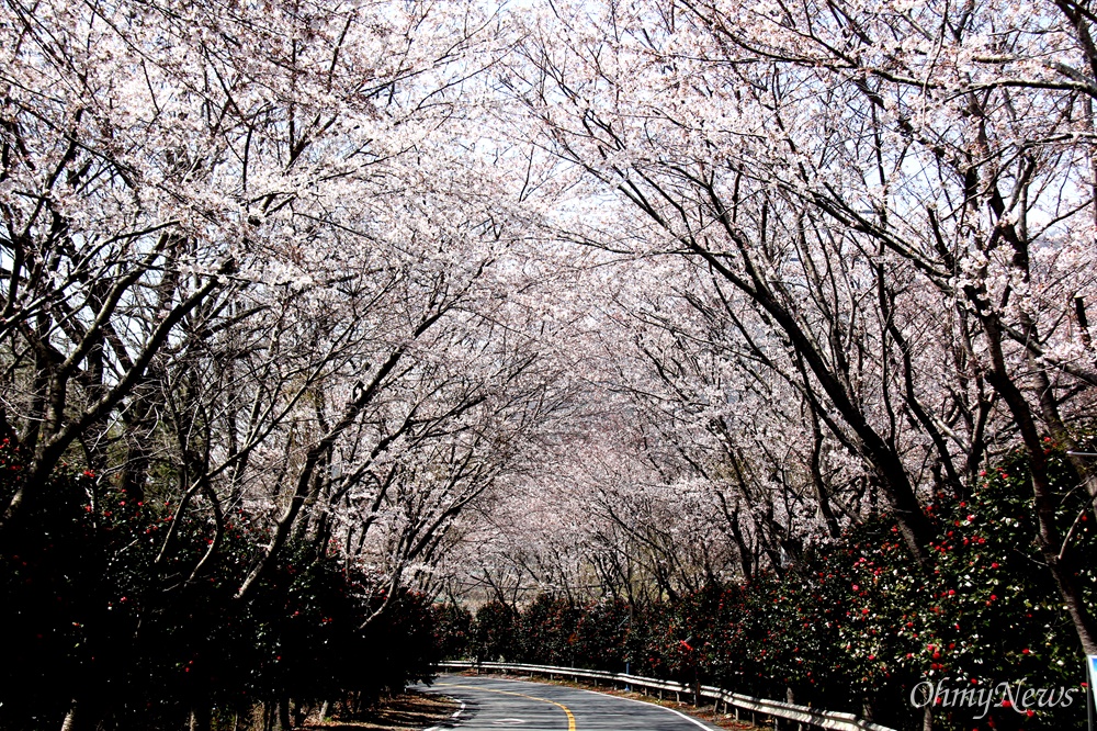  3월 23일 창원 덕동마을 쪽 벚꽃.