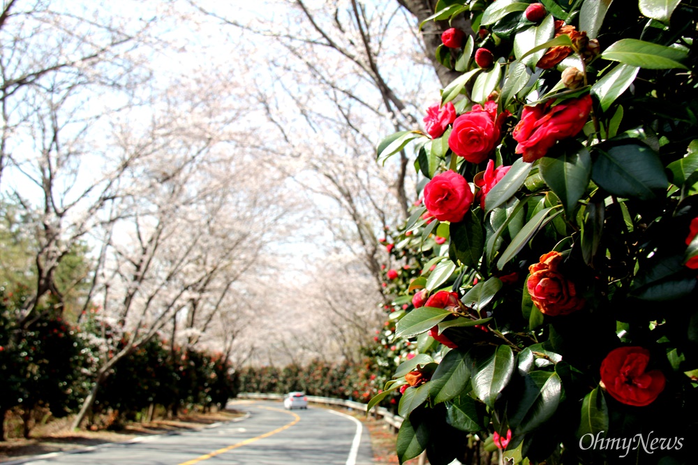  3월 23일 창원 덕동마을 쪽 벚꽃과 동백꽃.