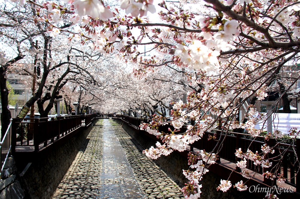  3월 23일 창원 진해 벚꽃.