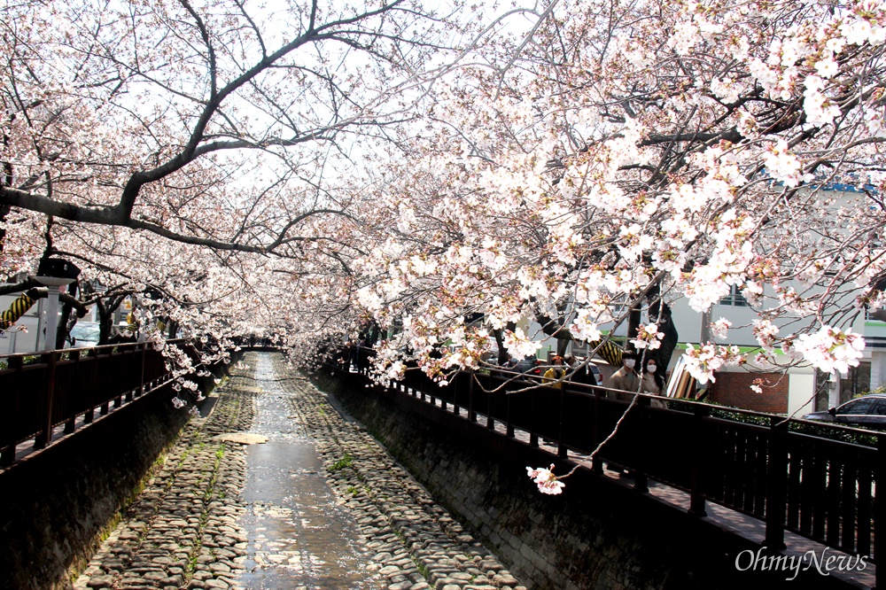  3월 23일 창원 진해 벚꽃.