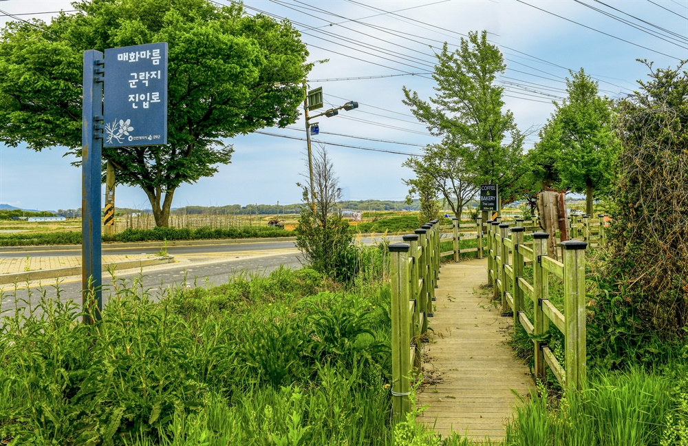  강화 초지리 논습지에는 매화마름꽃이 올라오고 있다. 강화 매화마름 군락지는 국내 최초 람사르협약에 의해 국제보호습지로 등록됐다.