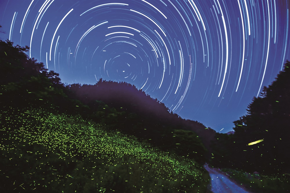  충북 옥천 안터마을 별 궤적. 아래에 반딧불이가 보인다. (김상덕 사진작가 제공)