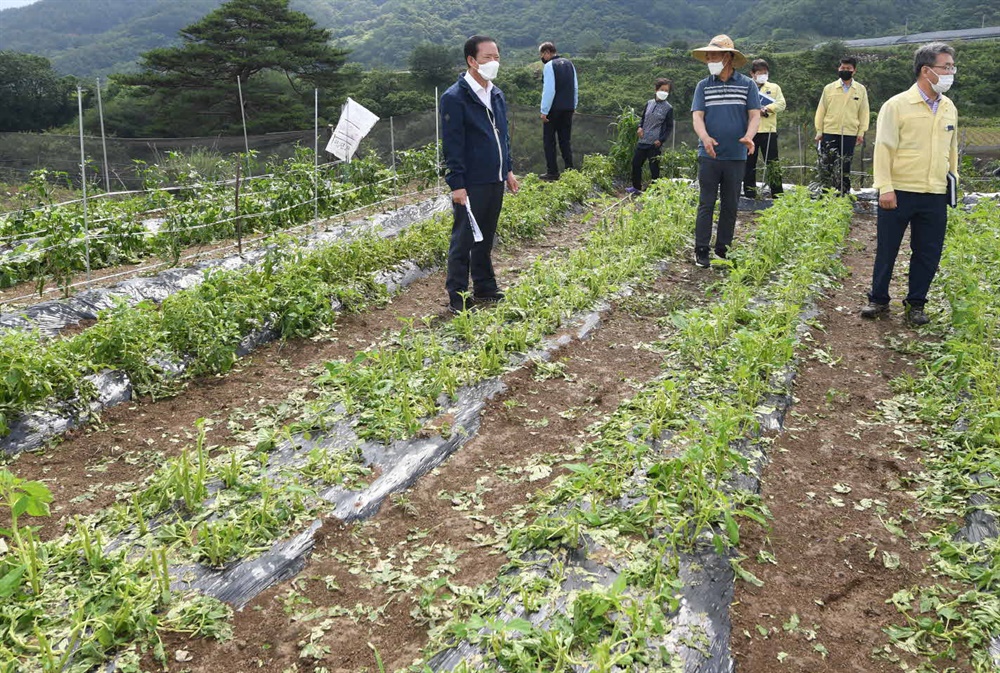  구인모 거창군수, 우박 피해 현장 방문.