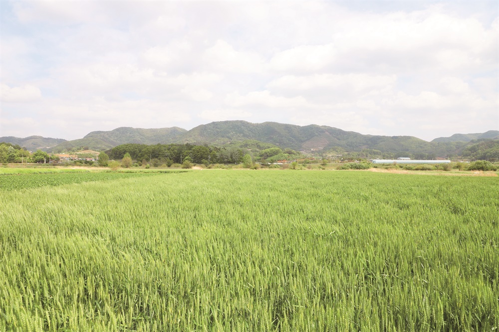  충북 옥천 밀밭