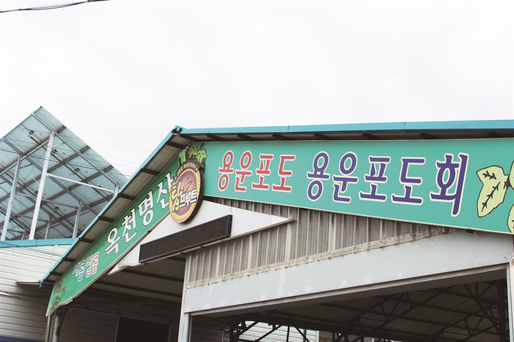  충북 옥천에서 캠벨포도를 재배하는 박노경 농민