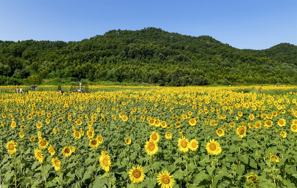  강화 교동 난정리는 지금 초가을 햇살을 머금은 10만 송이의 해바라기가 노란 희망의 바다로 출렁이고 있다. 난정리 해바라기 밭 전경.