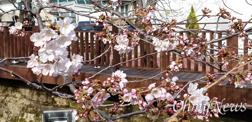  창원진해 로망스다리 벚꽃.