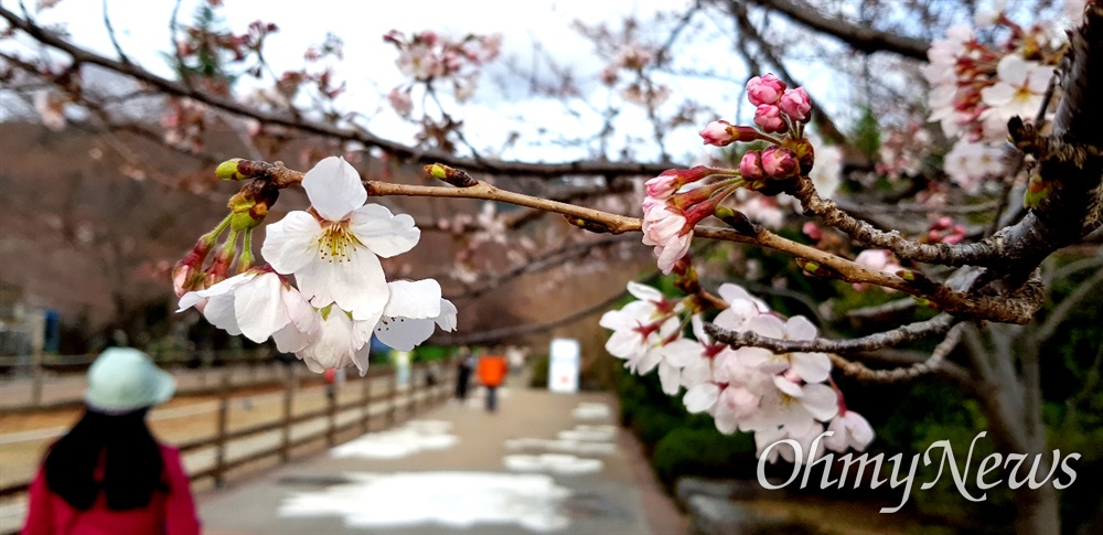  창원진해 경화역 벚꽃.