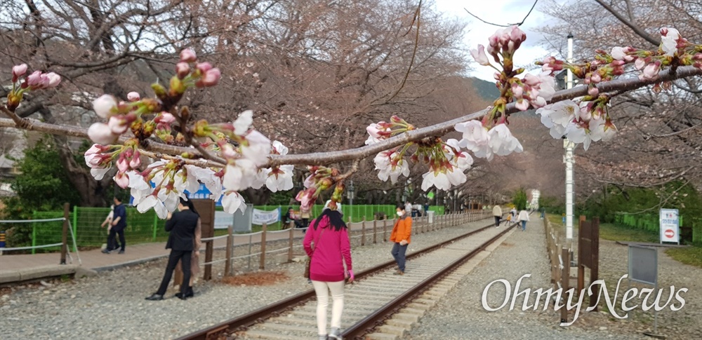  창원진해 경화역 벚꽃.