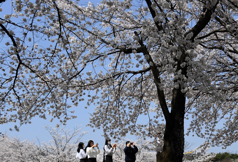 거창지역 한 고등학교 학생들의 '벚꽃 앨범' 촬영.