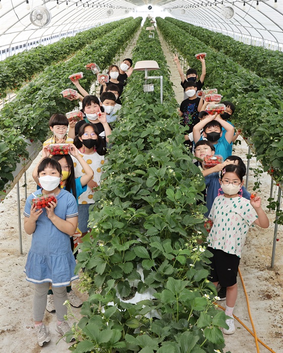  함양 어린이들의 딸기체험학습.