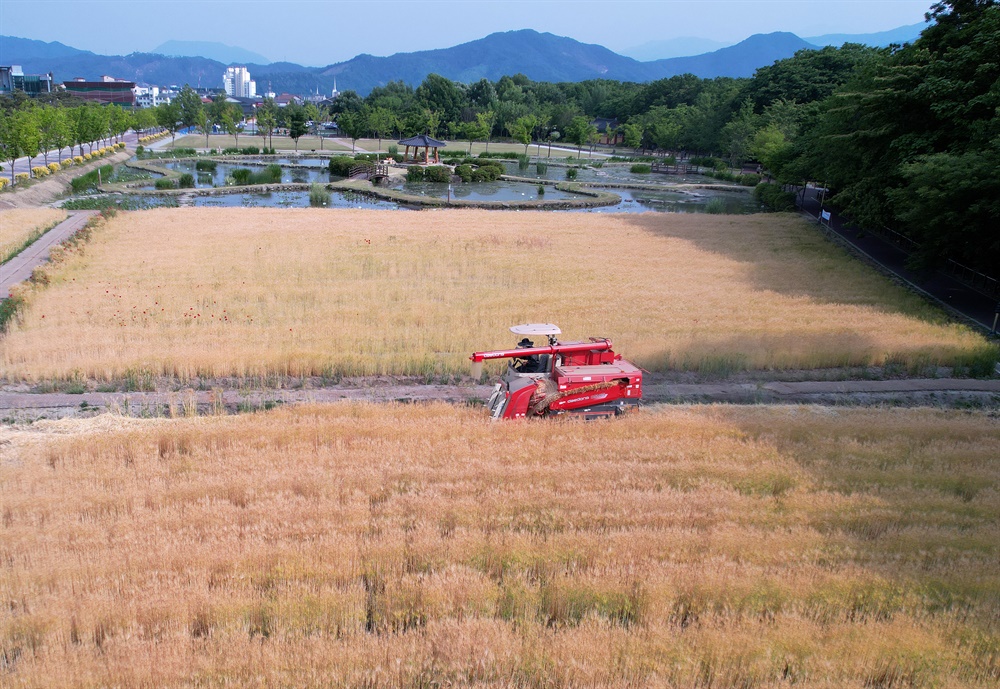  함양 상림공원 경관단지 보리밭의 수확.