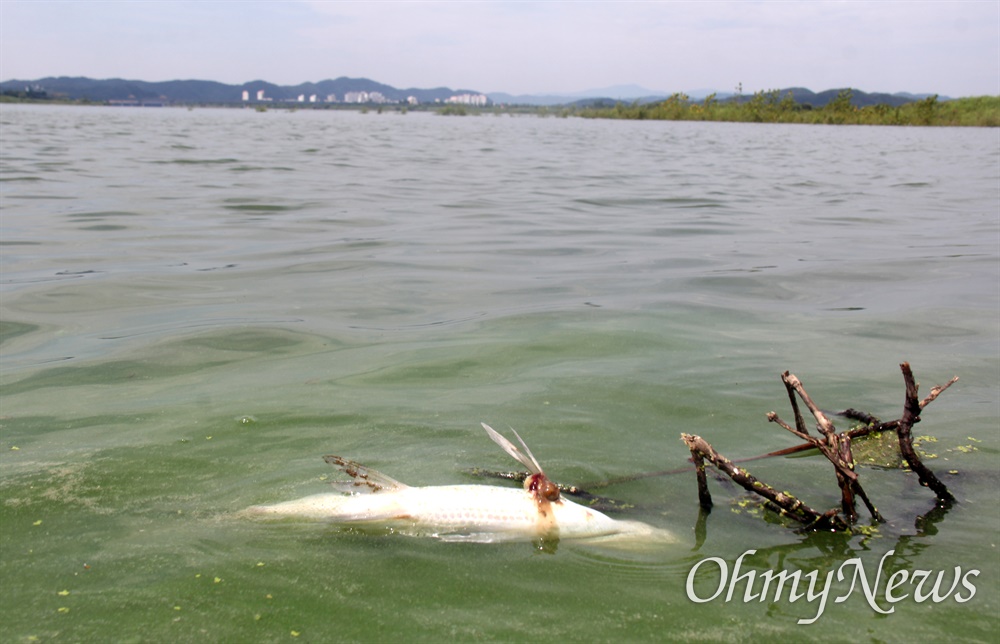 7월 3일 창녕함안보 상류에 있는 창녕 도천면 우강마을 부근 낙동강에 녹조가 발생해 있고 원인을 알 수 없는 가운데 물고기가 죽어 있었다.