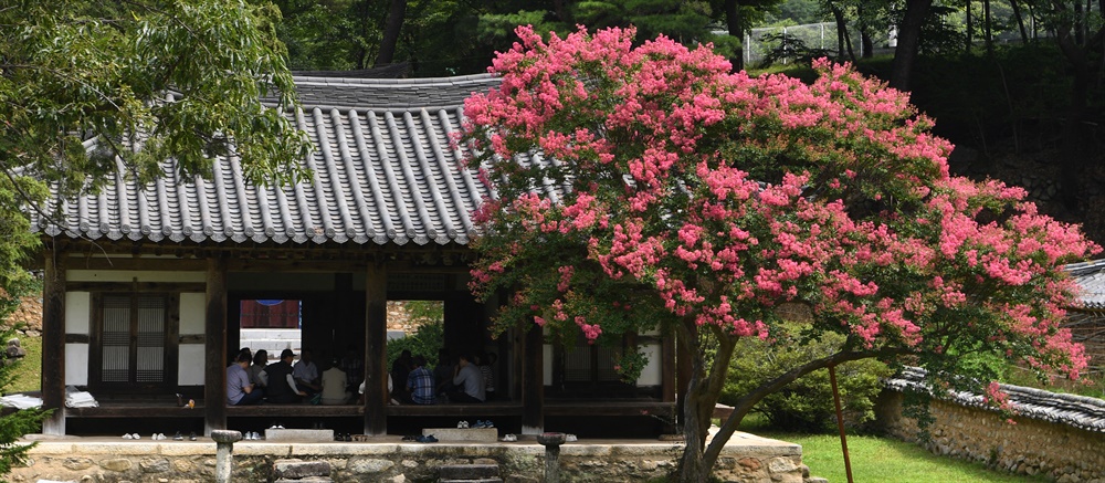  거창 위천면 수승대 구연서원의 배롱나무.