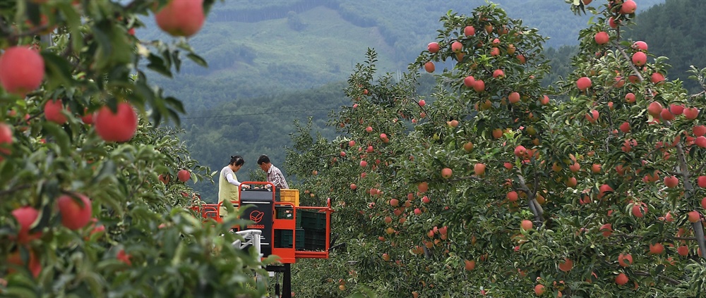  거창 고제면 희경농원의 사과 수확.
