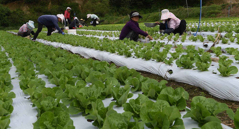  거창 고제면 지경리 해발 900m 고랭지에서 농민들이 신소득 작물인 '로메인 상추'를  재배하고 있다.