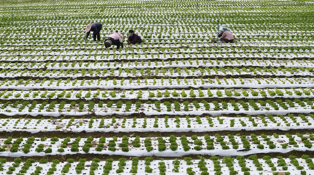  거창 고제면 지경리 해발 900m 고랭지에서 농민들이 신소득 작물인 '로메인 상추'를  재배하고 있다.
