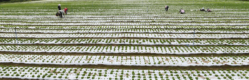  거창 고제면 지경리 해발 900m 고랭지에서 농민들이 신소득 작물인 '로메인 상추'를  재배하고 있다.