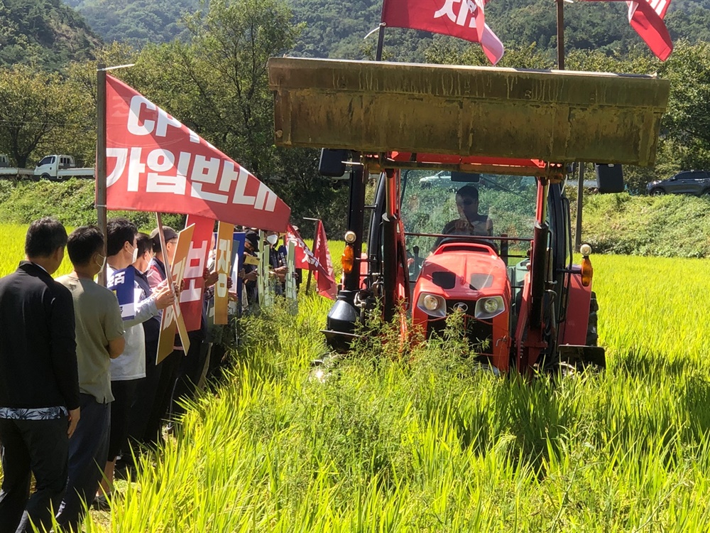  쌀값이 45년 만에 최대로 폭락하자 경북지역 농민단체-품목별 생산자조직으로 구성된 경북 농민의 길은 21일 상주와 의성에서 동시에 논 갈아엎기 퍼포먼스를 진행했다. 