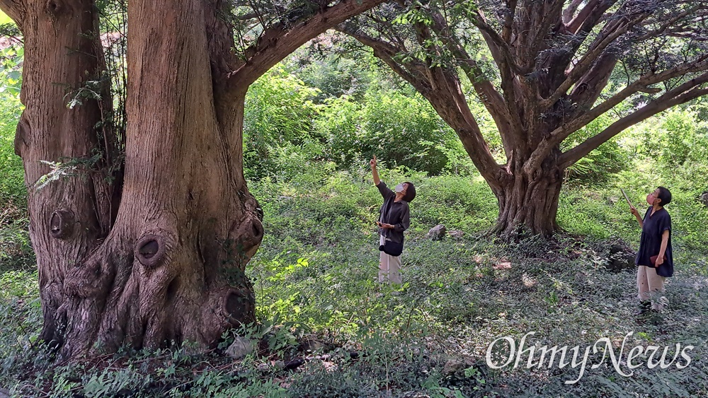  경남 남해군 이동면 난음리 뒷산에 자라는 비자나무(2022년 7월 촬영).