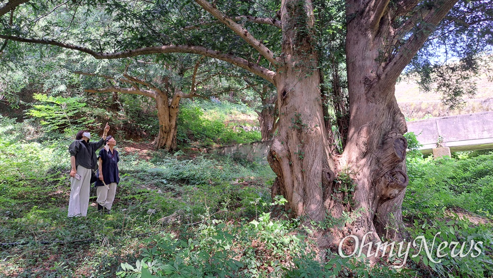  경남 남해군 이동면 난음리 뒷산에 자라는 비자나무(2022년 7월 촬영).