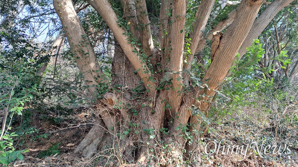  경남 남해군 이동면 난음리 뒷산에 자라는 비자나무.