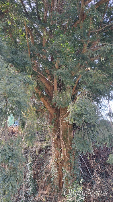  경남 남해군 이동면 난음리 뒷산에 자라는 비자나무.