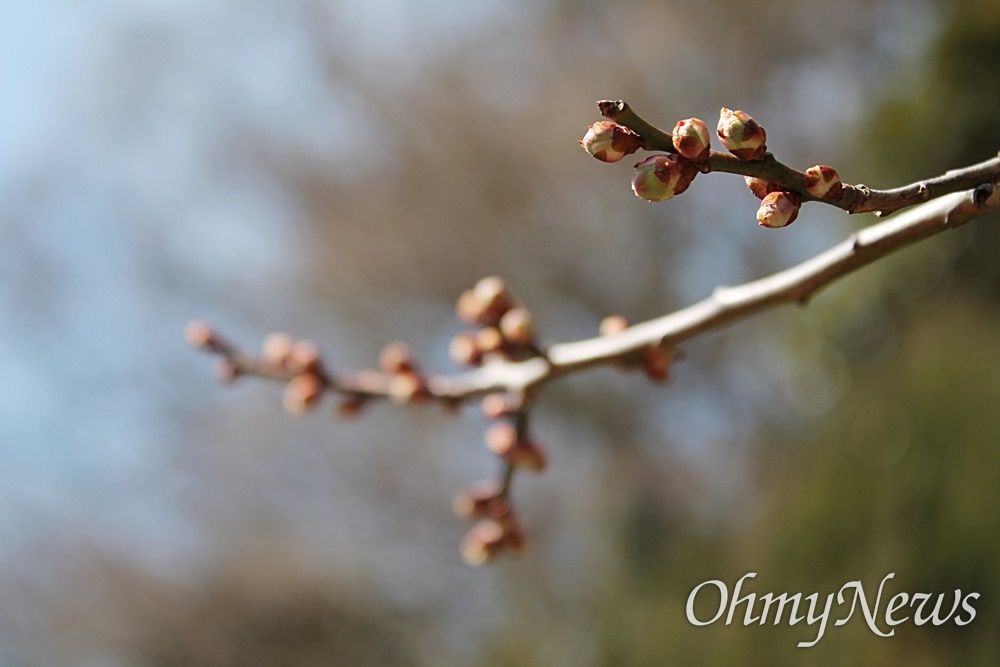  꽃눈이 맺힌 상태로 봄을 준비하는 운림산방 '일지매' 나뭇가지.