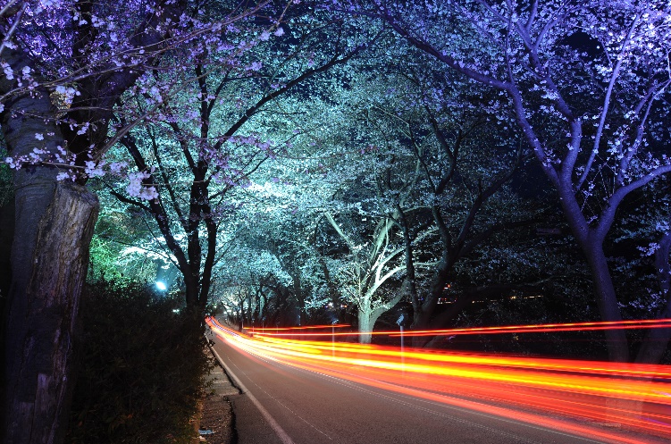  화개 십리벚꽃길 야간 경관조명