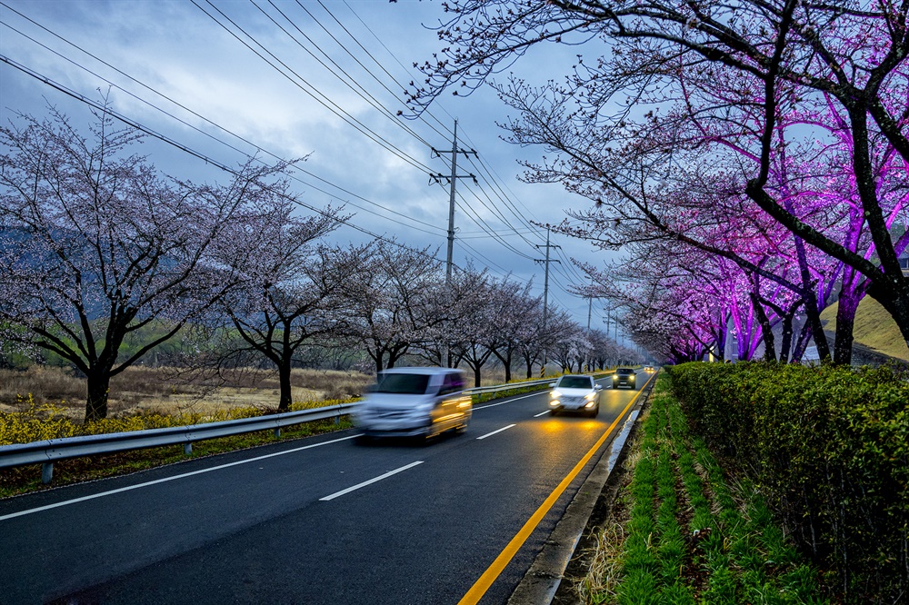  3월 23일 합천읍~합천댐 사이 백리벚꽃길.