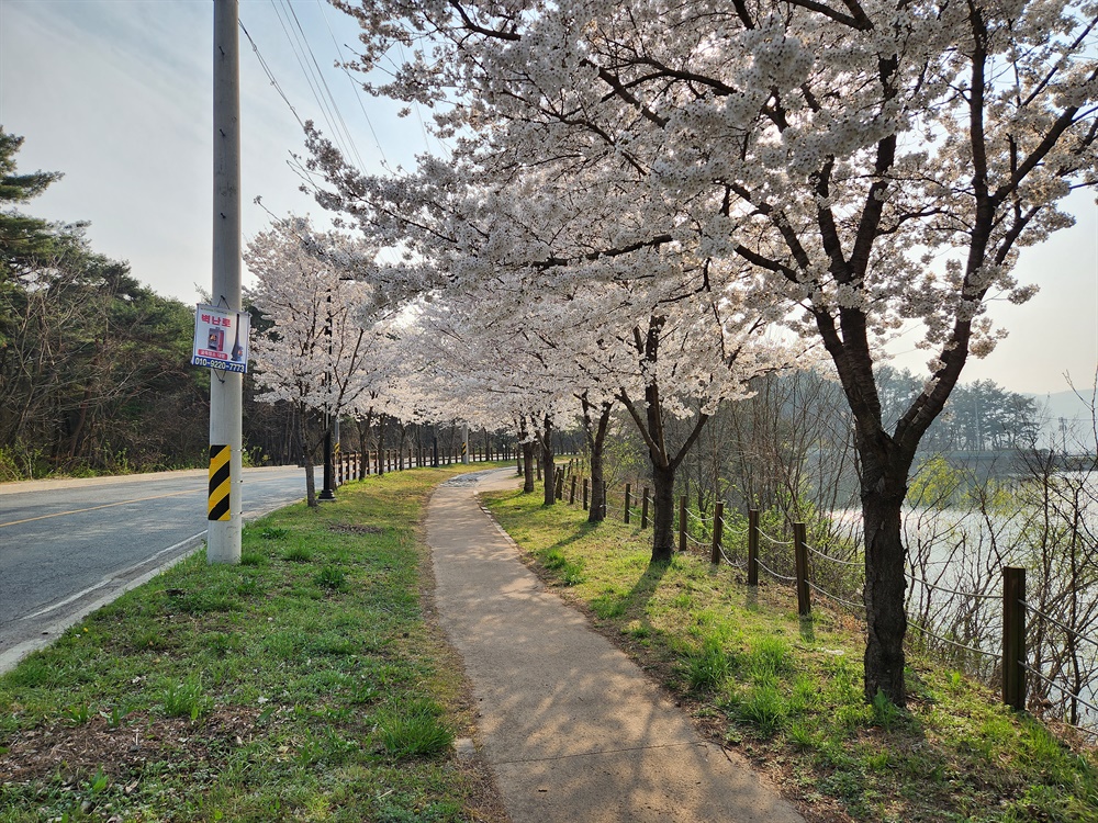  경주 영지 벚꽃 산책로에 활짝 핀 벚꽃 모습(2023.3.29)