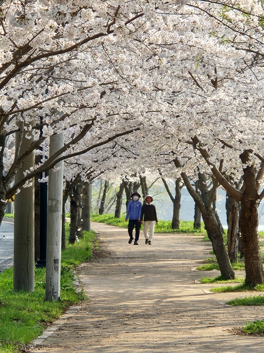  최근 일반인들에게 알려진 경주 영지 숨은 벚꽃터널 모습(2023.3.29)