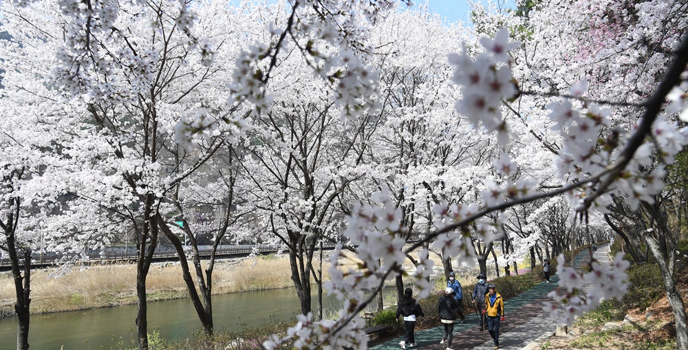 거창읍 건계정 산책로 벚꽃길
