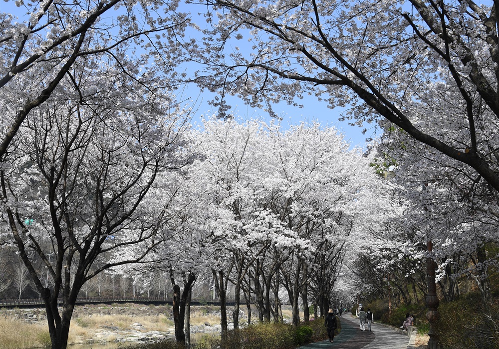  거창읍 건계정 산책로 벚꽃길
