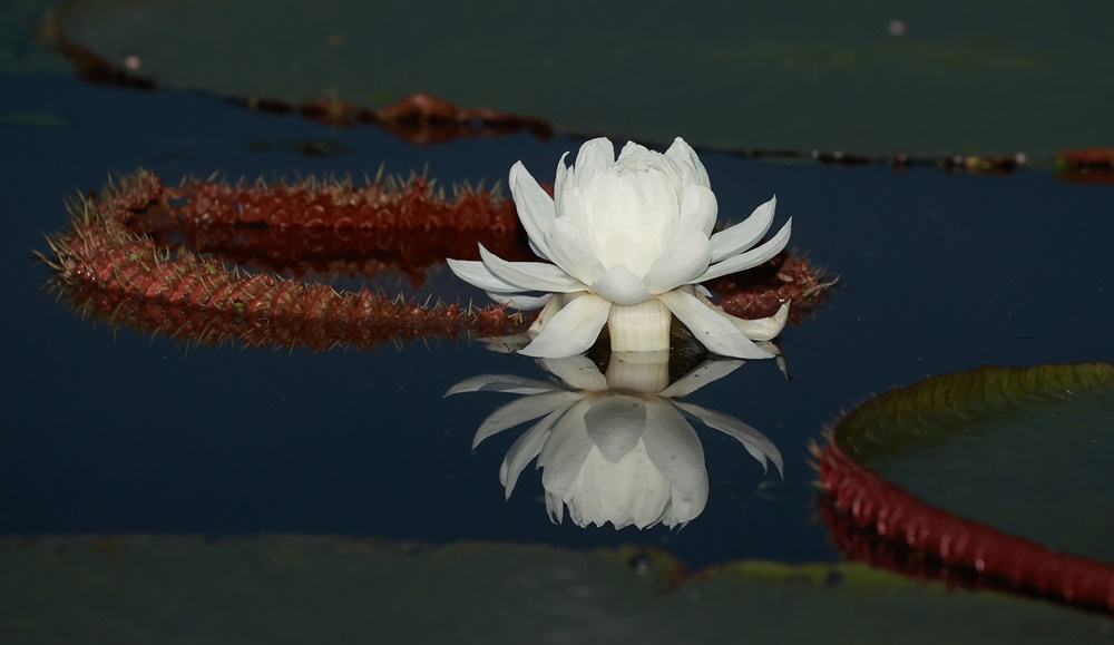  함양 상림연꽃단지의 빅토리아연꽃