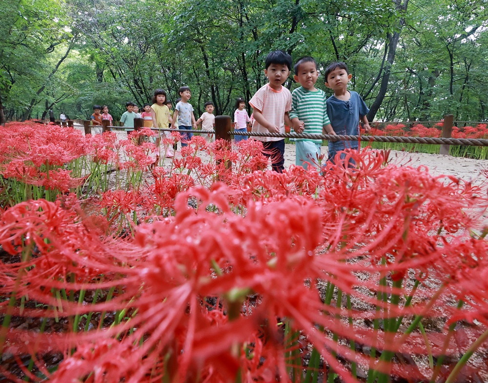 함양 상림공원의 꽃무릇.