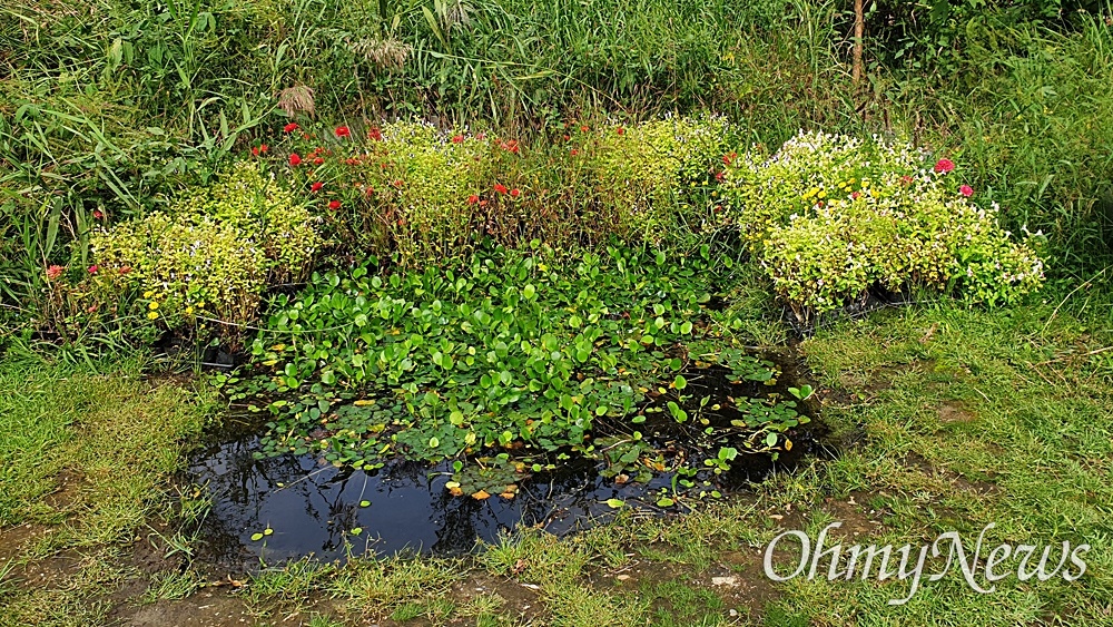  난지한강공원, 생태습지원의 작은 꽃밭.