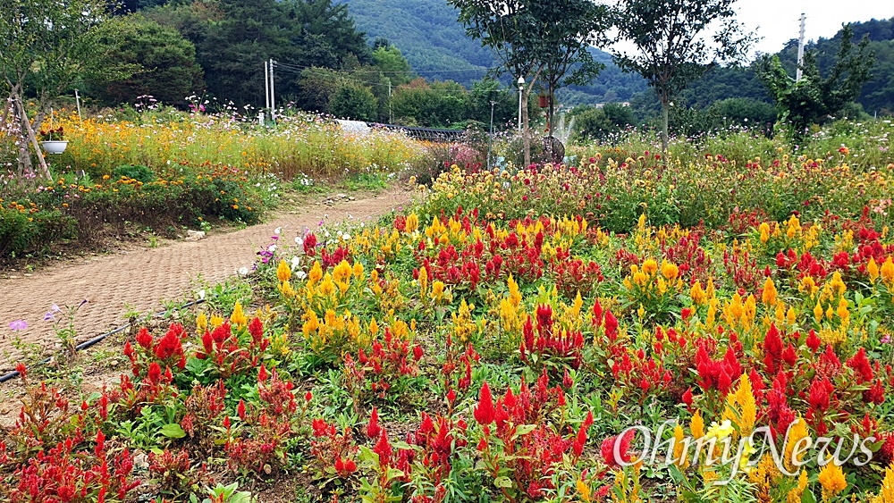  용수골 가을꽃축제, 촛불맨드라미 꽃밭.