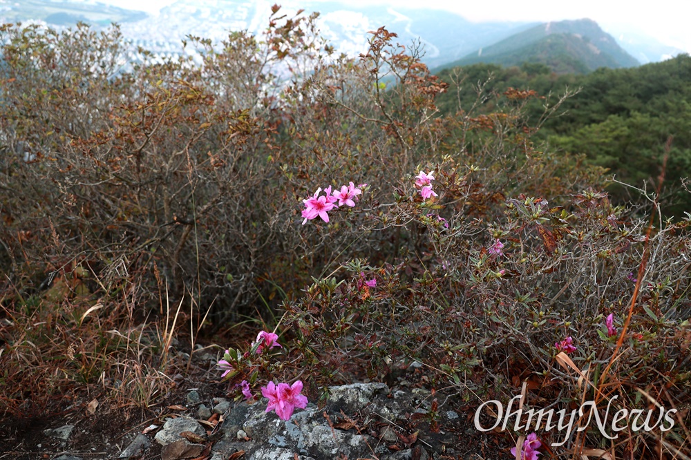  10월 15일 창원진해 안민고개~웅산~시루봉 사이에 피어 있는 산철쭉. 