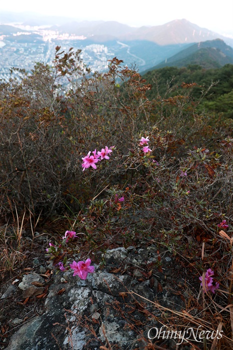  10월 15일 창원진해 안민고개~웅산~시루봉 사이에 피어 있는 산철쭉. 