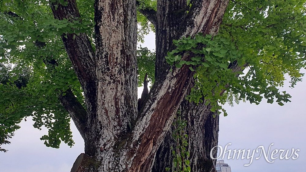  신륵사 은행나무 몸통 한가운데, 관세음보살상 모양의 짧은 가지.