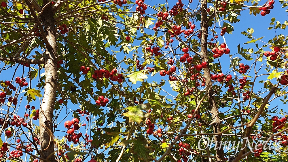  용산가족공원, 파란 하늘 아래 빨갛게 익은 산사나무 열매.