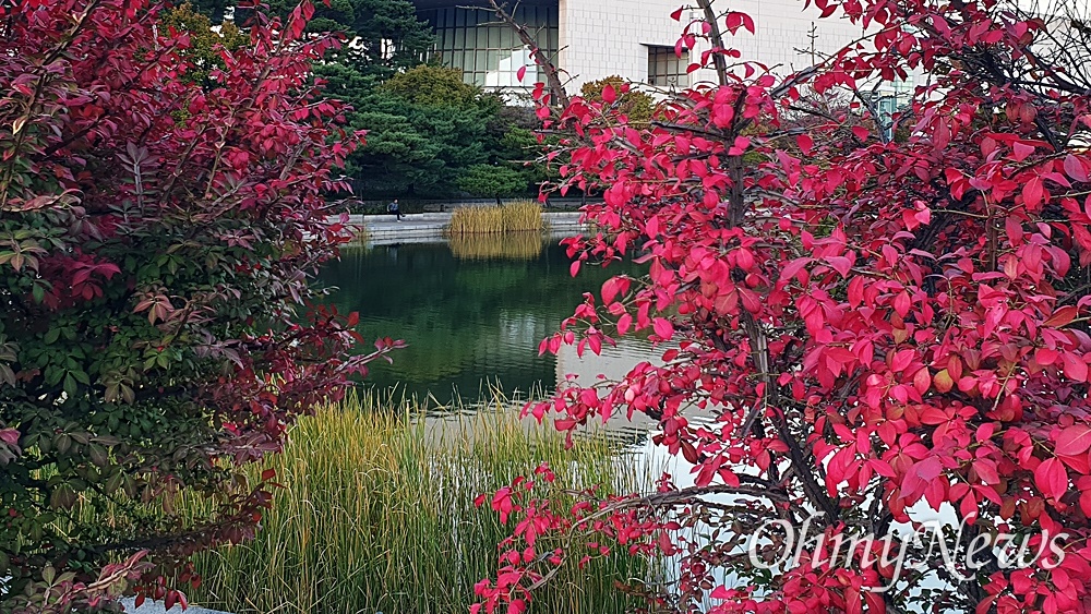  국립중앙박물관 거울못 주변, 붉은 색이 인상적인 화살나무 단풍.