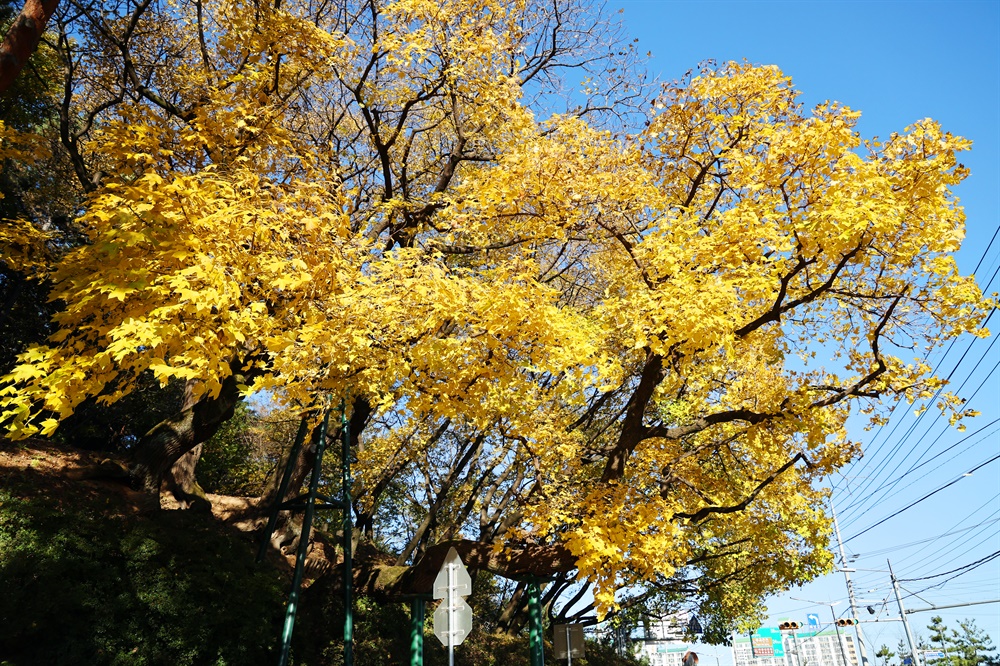  천연기념물로 지정된 창원 신방리 음나무.